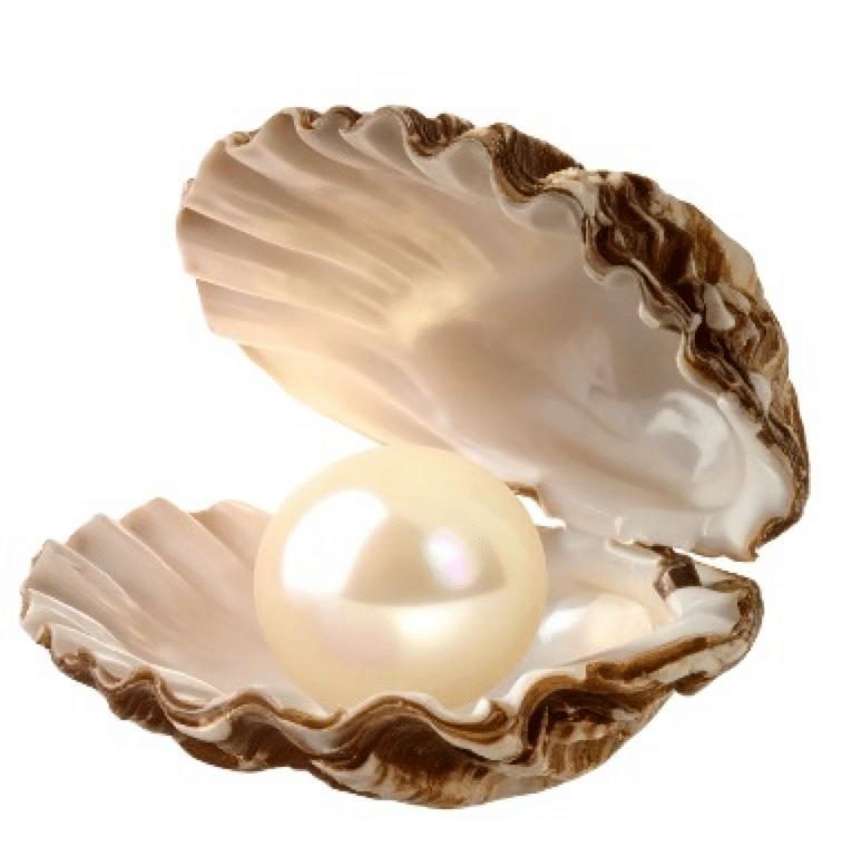 Muschel mit Perle