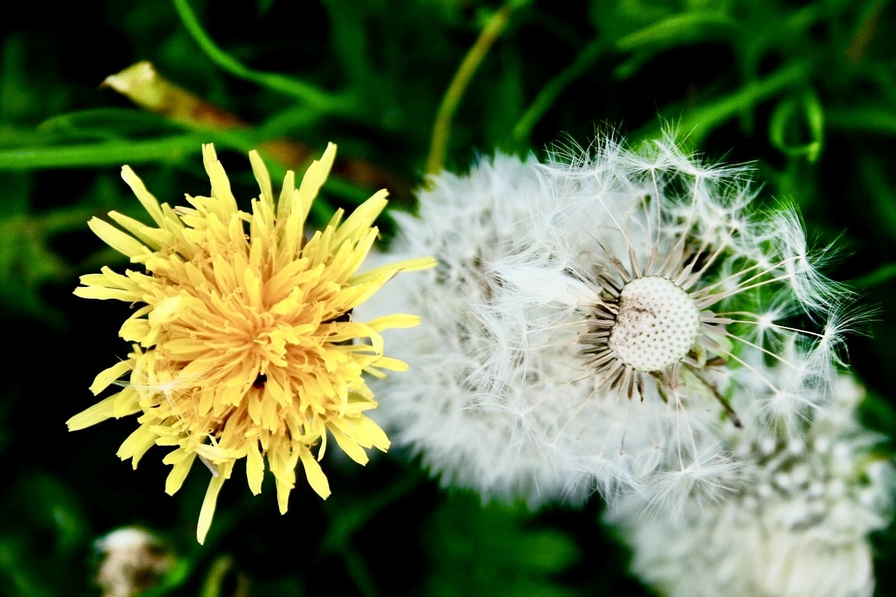 dandelion-4020346_1280